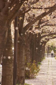 春の桜並木道 桜,桜並木,自転車の写真素材