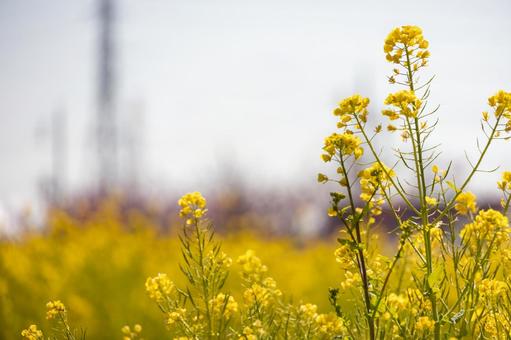 太陽に照らされて鮮やかな黄色い菜の花 中川やしおフラワーパーク,菜の花,春の写真素材