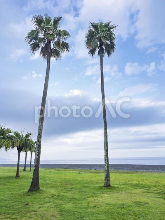 南国気分のビーチサイド ビーチ,海,ヤシの木の写真素材