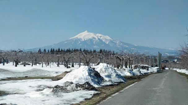 りんご畑と岩木山 りんご畑と岩木山の写真