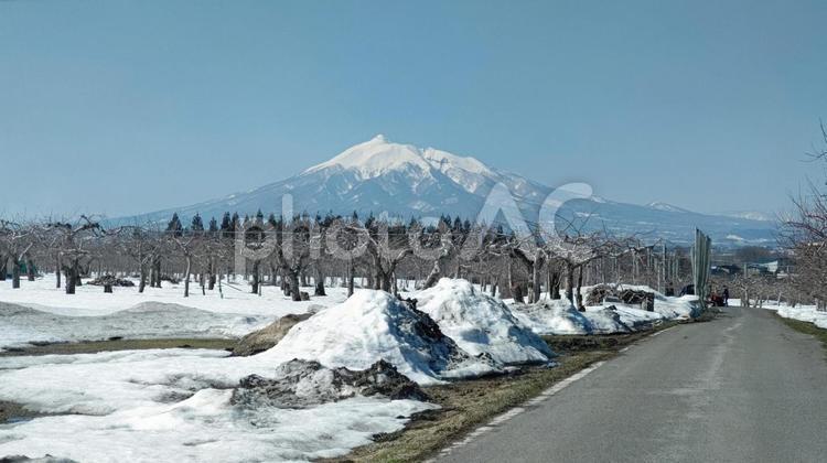 りんご畑と岩木山 りんご畑,岩木山,残雪の写真素材