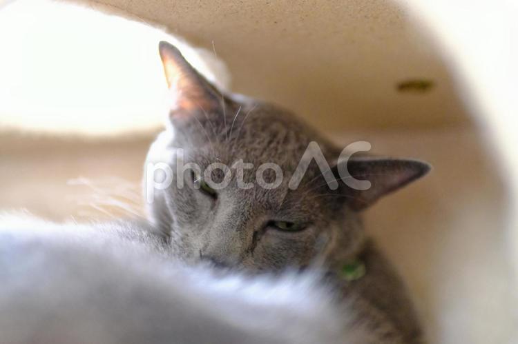 猫の日常の素材 猫,ロシアンブルー,catの写真素材