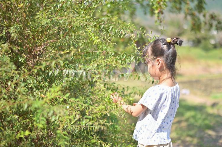 豊かな緑と女の子の後ろ姿　夏 子供,後ろ姿,背中の写真素材