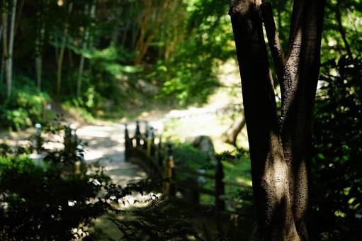 木漏れ日差す竹林の小道と橋 木漏れ日差す竹林の小道と橋の写真