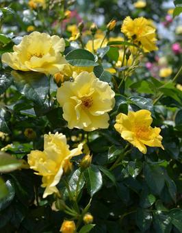 レモン色のバラ レモン色のバラの写真