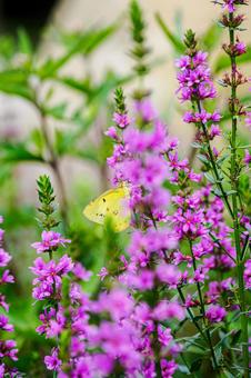 Lythrum salicaria and Colias moth (29), JPG