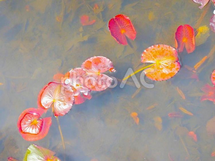 池に浮かぶ蓮の葉 池,葉,蓮の写真素材