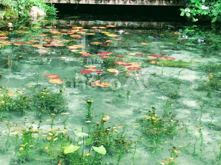 名もなき池(モネの池) 自然,みどり,美しいの写真素材