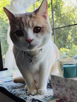 お上品な飼い猫 お上品な飼い猫 猫,飼い猫,ペットの写真素材
