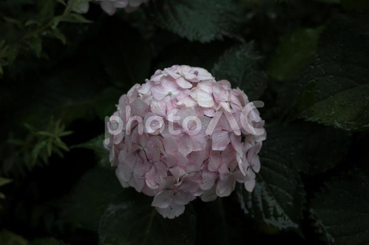 あじさいのイメージ素材 アジサイ,紫陽花,あじさいの写真素材