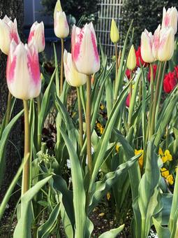 Tulips, JPG