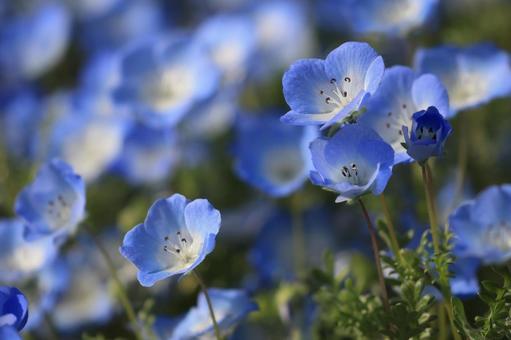 ネモフィラ ネモフィラ ネモフィラ,花,花びらの写真素材