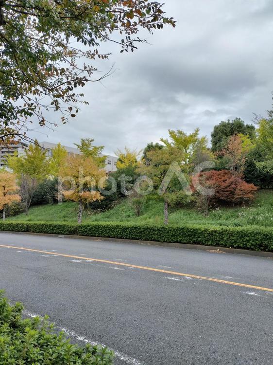 秋の街並みが印象的な道路 四季,景色,自然の写真素材