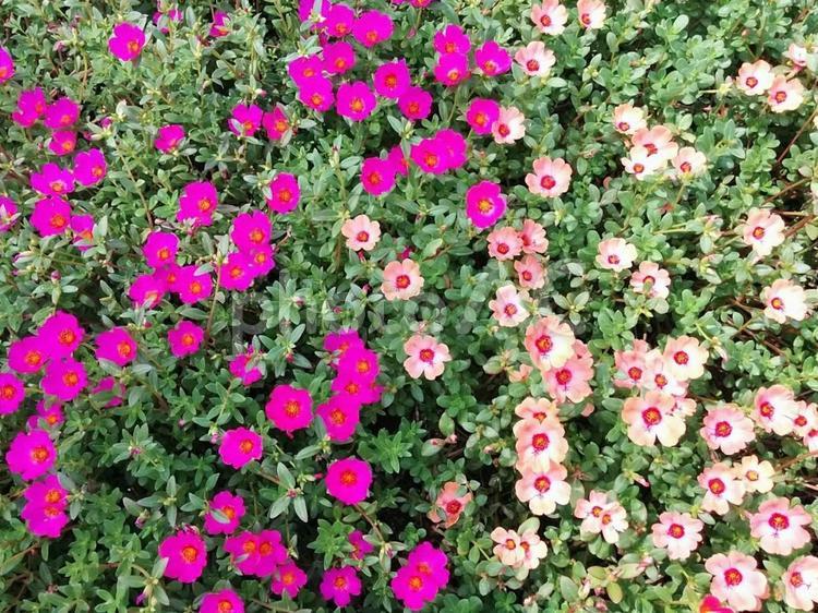 花　ポーチェランカ　スベリヒユ　花滑りひゆ　ハナスベリヒユ　いつも元気　5 ポーチェランカ,スベリヒユ,花滑りひゆの写真素材