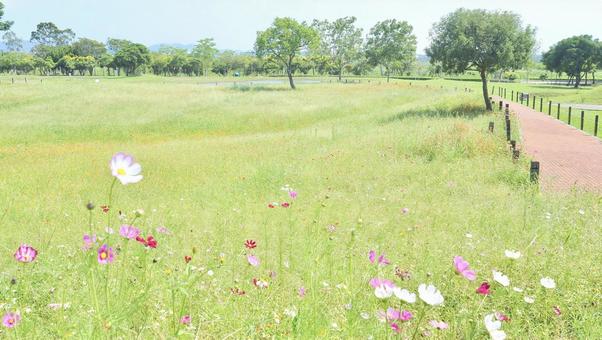 公園に咲くコスモス 公園に咲くコスモスの写真