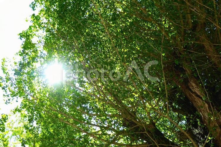 太陽かがやく新緑の風景 新緑,青空,山の写真素材