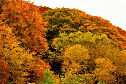 紅葉山 紅葉,秋,紅葉狩りの写真素材