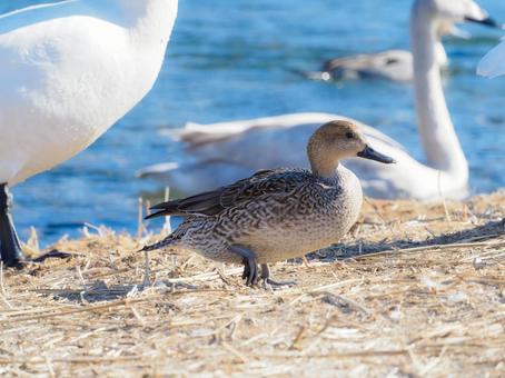水鳥の群れの中にメスのカモ 水鳥の群れの中にメスのカモ 鳥,動物,自然の写真素材