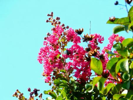 【花の写真】紫陽花の花 【花の写真】紫陽花の花の写真