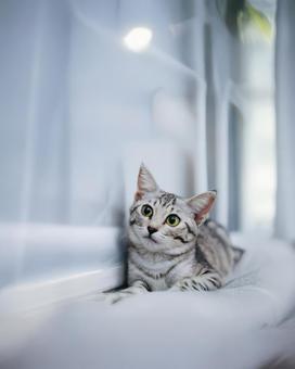 ぱっちりお目目のアメショ風子猫と白い背景 ぱっちりお目目のアメショ風子猫と白い背景の写真