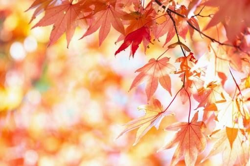 秋の紅葉と美しいボケ背景 秋の紅葉と美しいボケ背景の写真