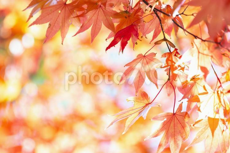 秋の紅葉と美しいボケ背景 和,植物,モミジの写真素材