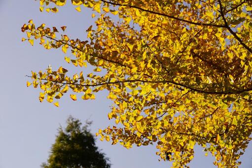 黄葉したイチョウ イチョウ,木,ギンナンの写真素材