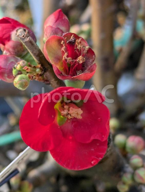 鮮やかな木瓜 花,はな,flowerの写真素材