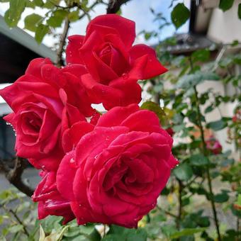 薔薇の花2 薔薇の花2の写真