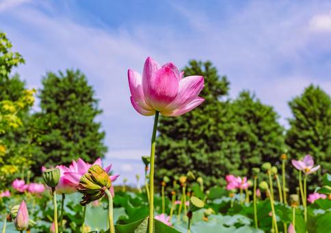 古代ハスの花6ー34 古代ハスの花6ー34の写真
