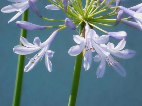 Photo, agapanthus, purple clam, blue, 