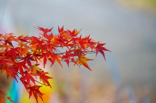 幹から伸びた真っ赤に色づいた紅葉 屋外,枝,かえでの葉の写真素材