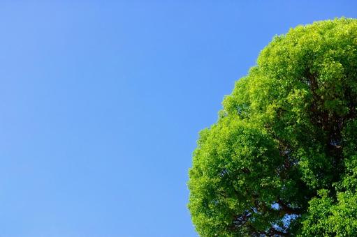 青空と木立 青空と木立 青空,木立,見上げるの写真素材
