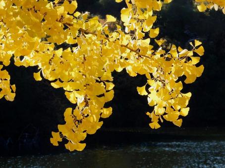 【紅葉写真】イチョウの黄葉 イチョウ,銀杏,黄葉の写真素材