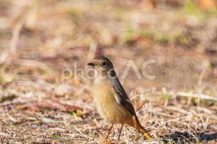 冬の陽だまりに佇むジョウビタキ ジョウビタキ,鳥,冬の写真素材
