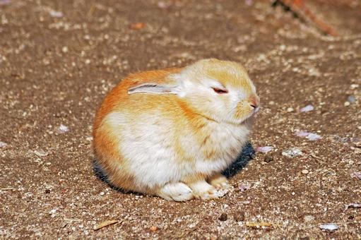 うさぎ うさぎの写真