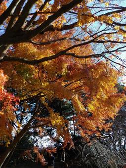 覆い被さるような山林の紅葉 覆い被さるような山林の紅葉 紅葉,木,木々の写真素材