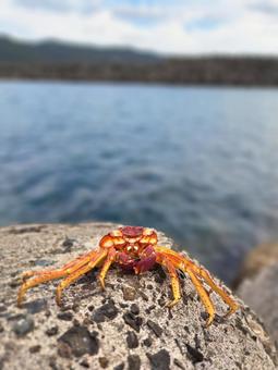 干からびたカニの写真