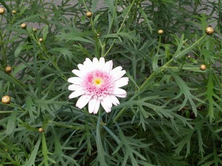 花 花の写真