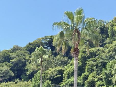 ヤシの木 ヤシの木 ヤシの木,木,植物の写真素材