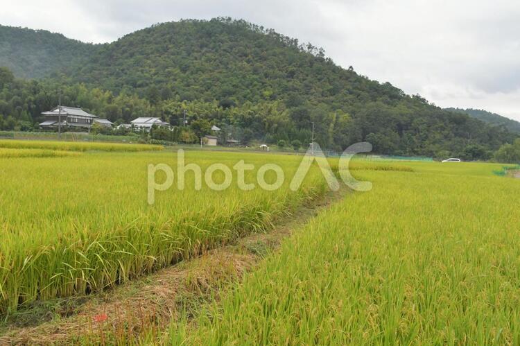 京都北嵯峨田舎小道 野原,風景,草の写真素材