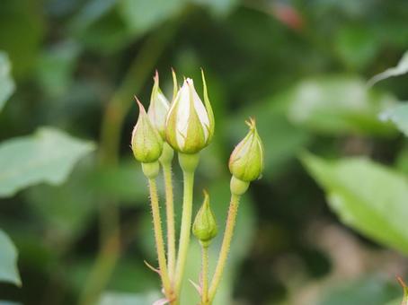 白いバラ　アイスバーグ　つぼみ② バラ,薔薇,花の写真素材