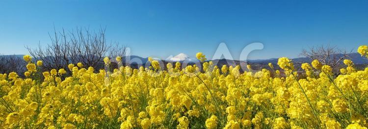 富士山を望む満開の菜の花畑　パノラマ３ 富士山,菜の花,日本一の写真素材