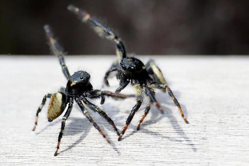 蜘蛛の決闘 ハエトリグモ,オス,ホンチの写真素材
