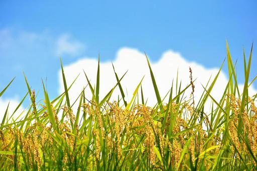 稲穂と青空2-4 稲穂と青空2-4の写真
