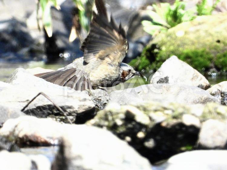 水辺で羽ばたくヒヨドリ 鳥,野鳥,ヒヨドリの写真素材