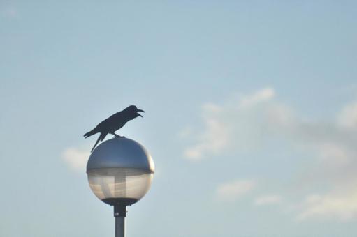 Photo, bird, sky, cloud, 