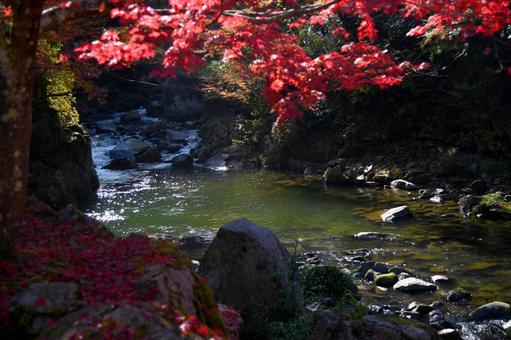 紅葉6 秋,紅葉,赤の写真素材