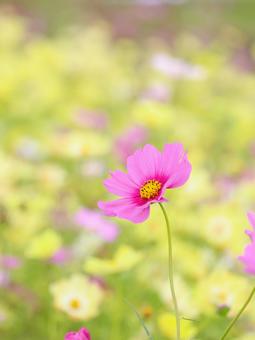 Cosmos, JPG
