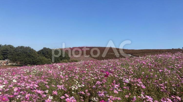 国営ひたち海浜公園 秋,青空,自然の写真素材